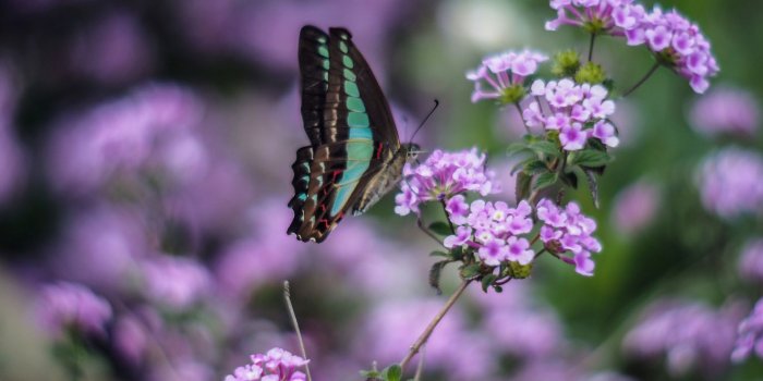 1920x1200 1920x1200 px animals butterfly flowers insects macro nature Purple