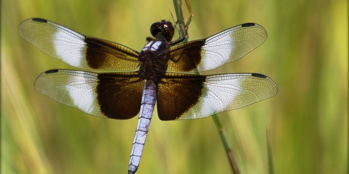2560x1600 Closeup photo of a brown and white dragonfly HD wallpaper