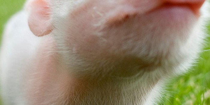 1080x1920 47+] Cute Pig Wallpapers for iPad on WallpaperSafari