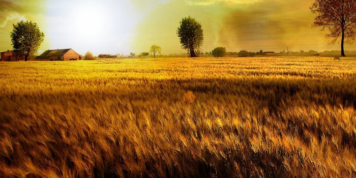1600x1200 Fields Of Gold Wallpaper Photo Manipulated Nature Wallpapers in