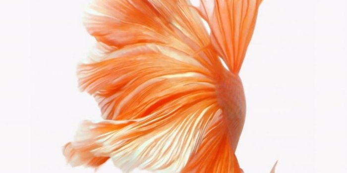 990x1760 How to Get Apple's Live Fish Wallpapers Back on Your iPhone « iOS