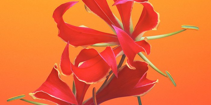 1242x2208 Flower GLORIOSA Default iOS Digital Illustration Art Download Free