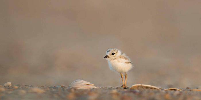 2560x1600 Cute Baby Gull Mac Wallpaper Download | AllMacWallpaper