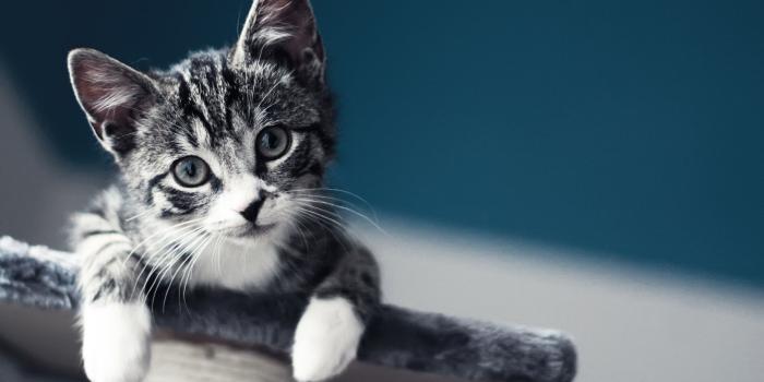 2560x1600 Cute Baby Cat Wallpaper Mac Wallpaper Download | AllMacWallpaper