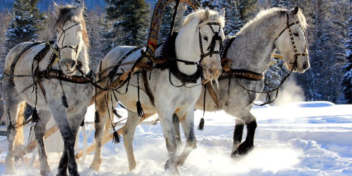 1920x1200 46+] Christmas Horses Wallpaper for Computer on WallpaperSafari