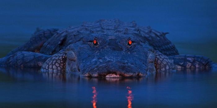 2560x1600 Alligator Wallpapers - Top Free Alligator Backgrounds