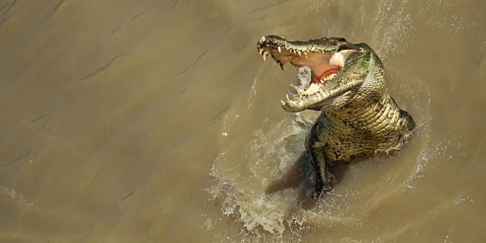 1920x1200 Alligator Wallpapers - Top Free Alligator Backgrounds