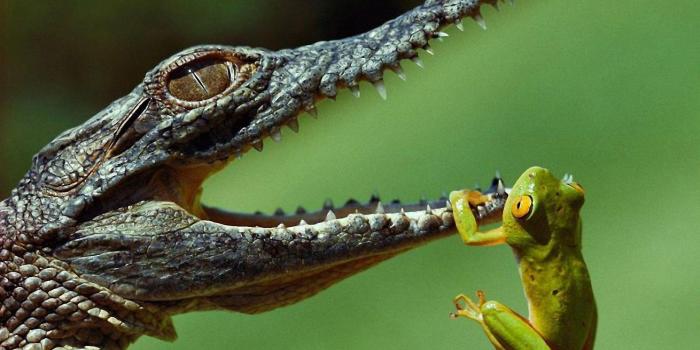 2560x1600 Alligator Wallpapers