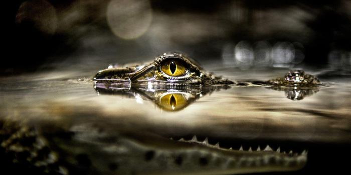 2560x1600 Alligator Wallpapers