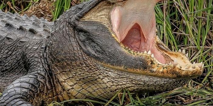 750x1334 Alligator iPhone Wallpapers - Top Free Alligator iPhone