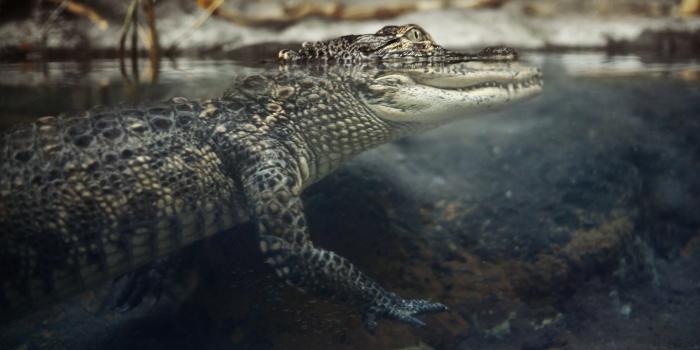 3840x2160 Alligator Wallpapers - Top Free Alligator Backgrounds