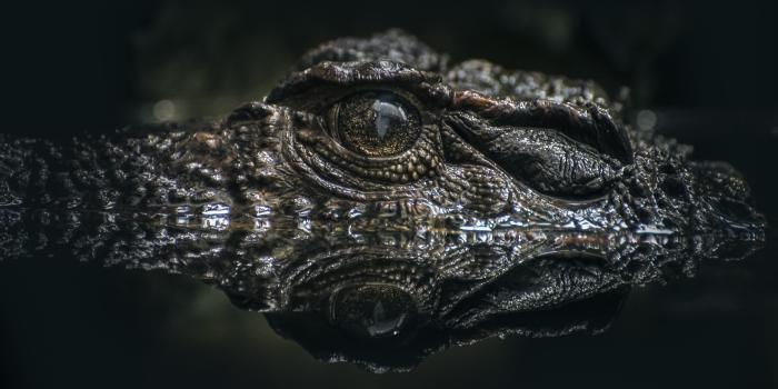 3840x2160 Alligator Wallpaper ·① WallpaperTag