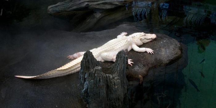 1366x768 Albino Alligator Wallpapers
