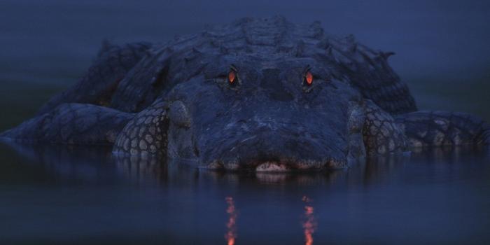 1680x1050 33 Alligator HD Wallpapers | Background Images