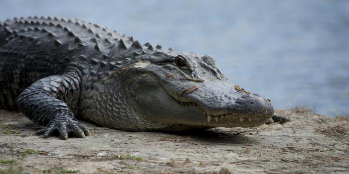 1920x1280 Alligator Wallpaper HD for Android - APK Download