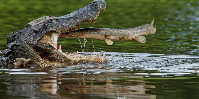 1920x1200 Brown crocodile, nature, animals, alligators HD wallpaper