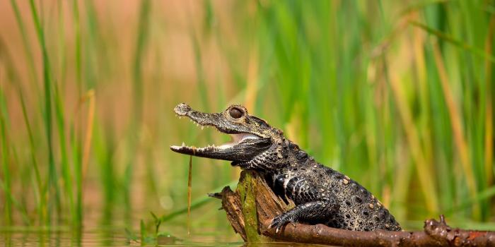 2500x1645 Black alligator, crocodiles, animals HD wallpaper | Wallpaper Flare