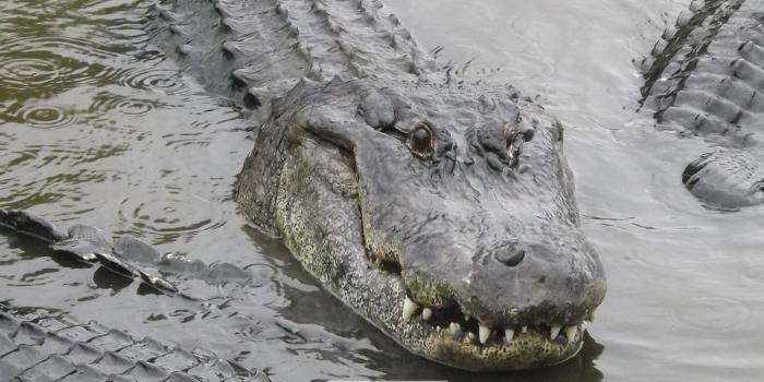 1920x1080 Best 39+ American Alligator Wallpaper on HipWallpaper | Greatest