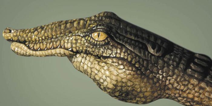 1024x768 Alligator Wallpaper and background - Animals Town