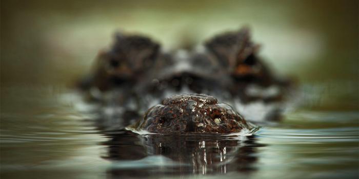 1920x1080 Alligator Wallpapers