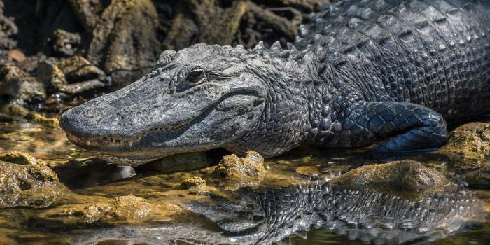 3000x2000 Alligator HD Wallpaper | Background Image | 3000x2000 | ID:1022146