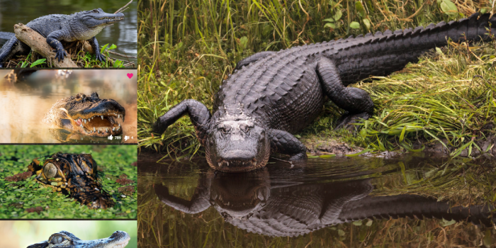 1280x800 Alligator HD Wallpapers New Tab - Impressive Nature