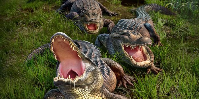 2000x1628 Free download Alligator Wallpaper Image Group 39 [2000x1628] for