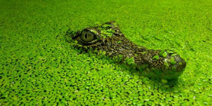 1920x1200 Green and brown alligator, crocodiles, nature, green, animals HD