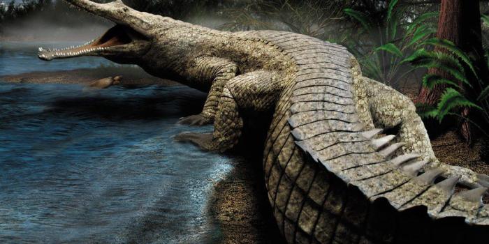 1024x768 Crocodile Wallpaper Hd on WallpaperGet.com