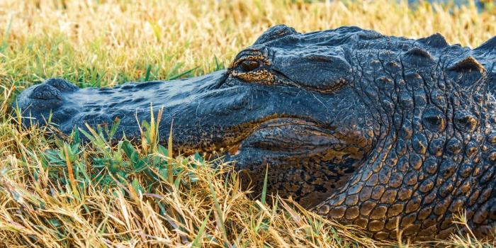 1332x850 Wallpaper grass, face, shore, crocodile, alligator images for