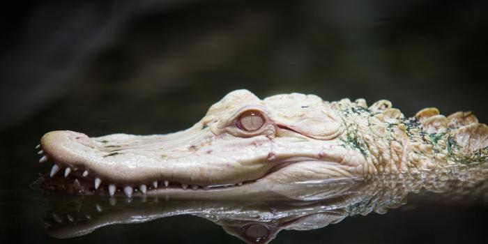 3840x2160 Alligator 4K wallpaper