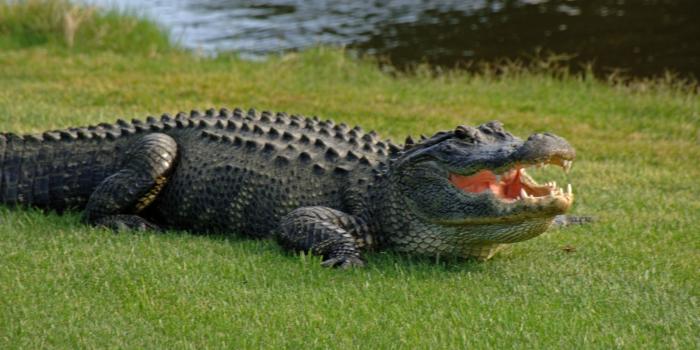 3200x1800 Alligator High Definition Wallpapers