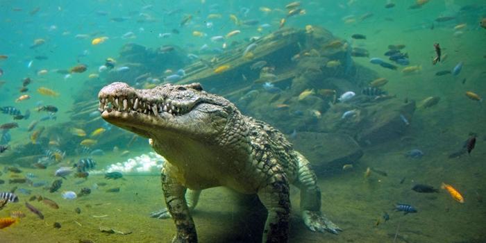 1280x853 Nile Crocodile - 1280x853 Wallpaper - Ecopetit.cat