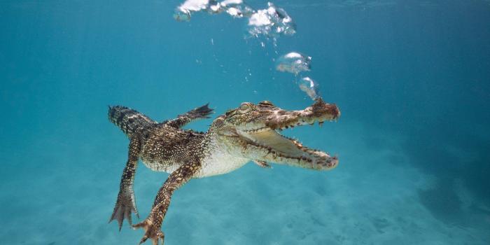 1920x1080 Alligator Wallpapers