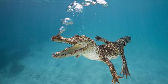 1920x1080 Free download Alligator Background Download wallpaperwiki