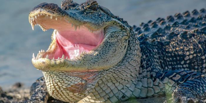 1332x850 Wallpaper face, mouth, Alligator images for desktop, section