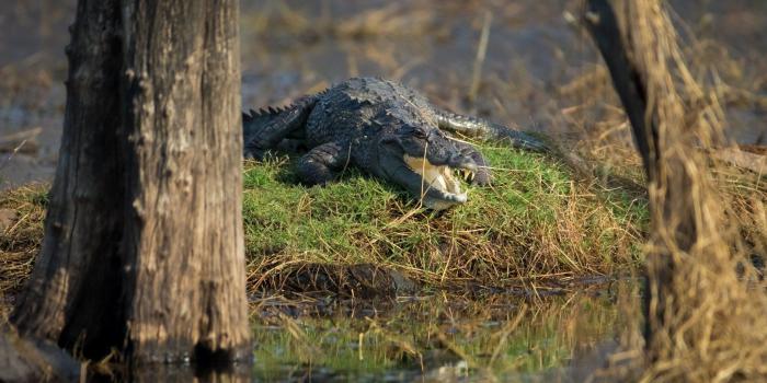 2048x1365 marsh, Crocodile, Alligator, Reptile, Predator Wallpapers HD