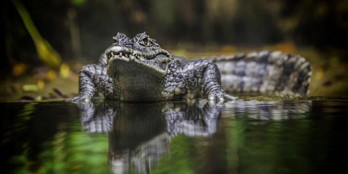 1920x1200 Alligator HD Background Wallpaper Desktop Images Background Photos