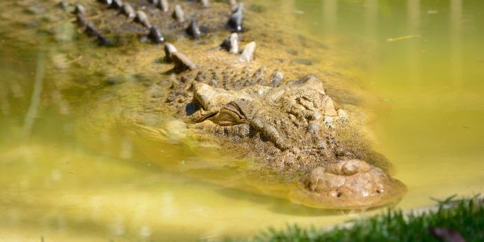 3840x2560 crocodile alligator water and grass hd 4k wallpaper and background