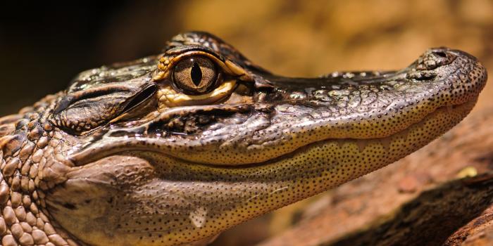 2880x1800 Alligator Wallpaper For Desktop Wallpaper Desktop Images HD Free