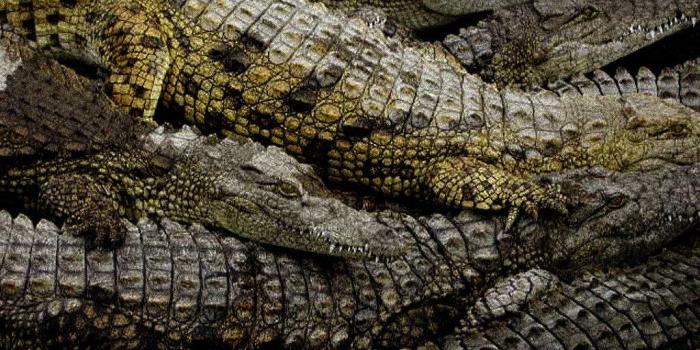 1024x768 Alligators Wallpapers