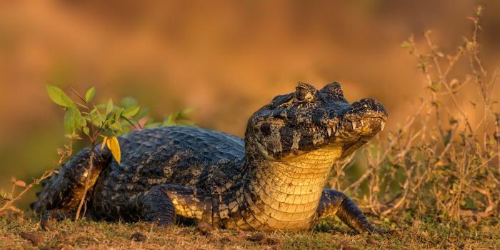 1332x850 Wallpaper face, background, crocodile, alligator images for