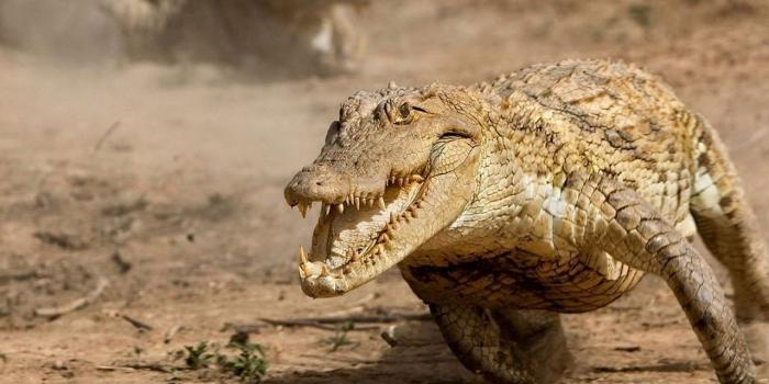 1280x1024 Download wallpaper 1280x1024 alligator, run, reptile, dust