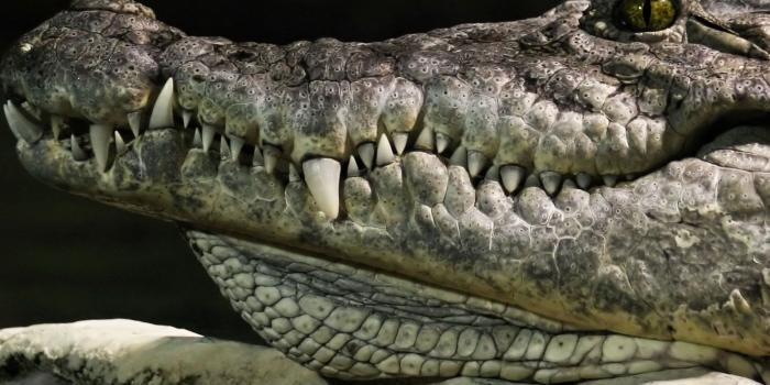 1600x1200 alligator wallpapers | One Wallpaper Online