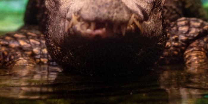 1080x1920 Download wallpaper 1080x1920 alligator, crocodile, reptile