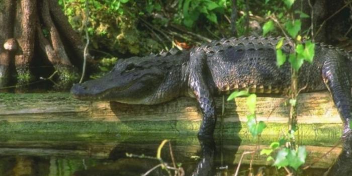 1024x768 Wallpaper DB: alligator wallpaper