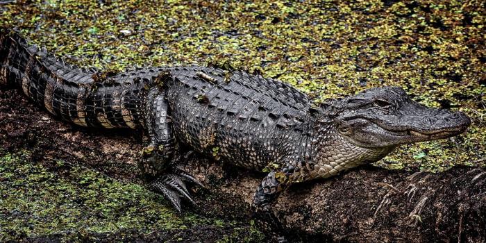 1332x850 Wallpaper background, American, Alligator images for desktop