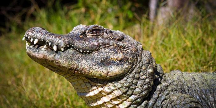 1200x800 Computer Alligator Wallpapers, Desktop Backgrounds 1200x800 Id