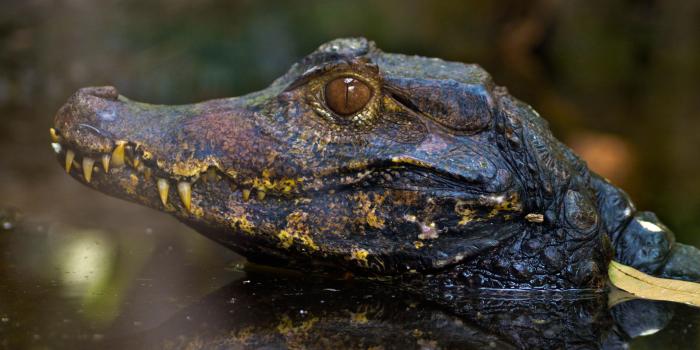 3840x2400 Download 3840x2400 wallpaper alligator, muzzle, reflections