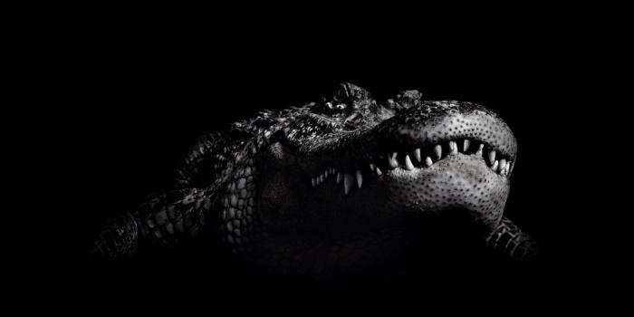 1600x1200 Crocodile Hd Background